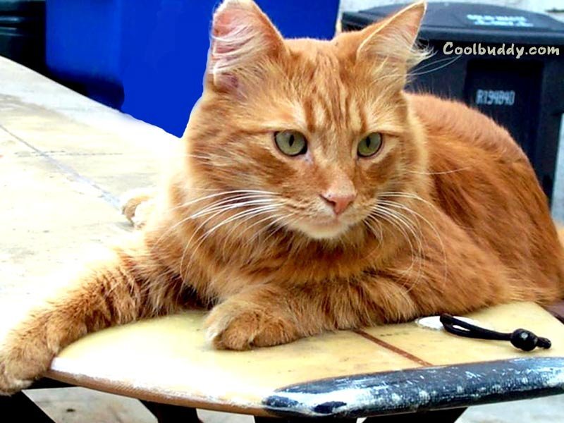 Chats - 074